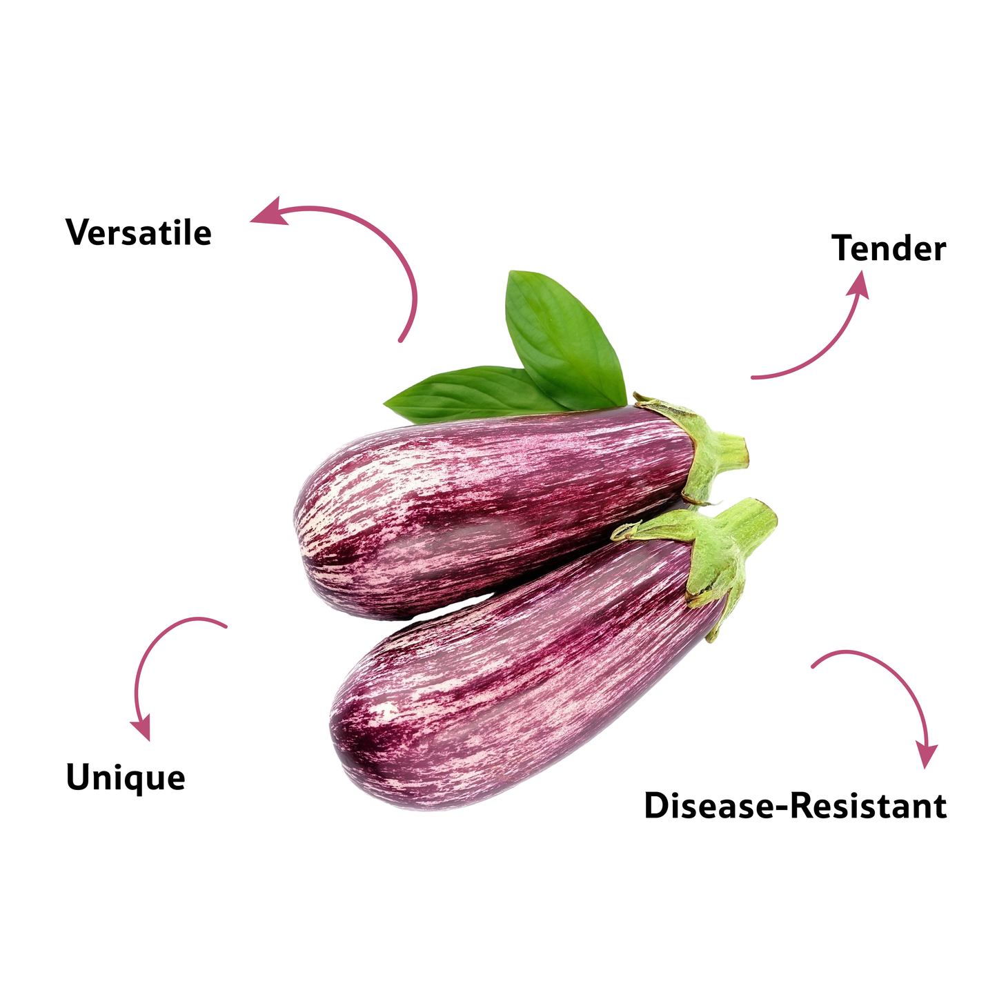 Starfresh Brinjal White Stripe ~ 500 gm