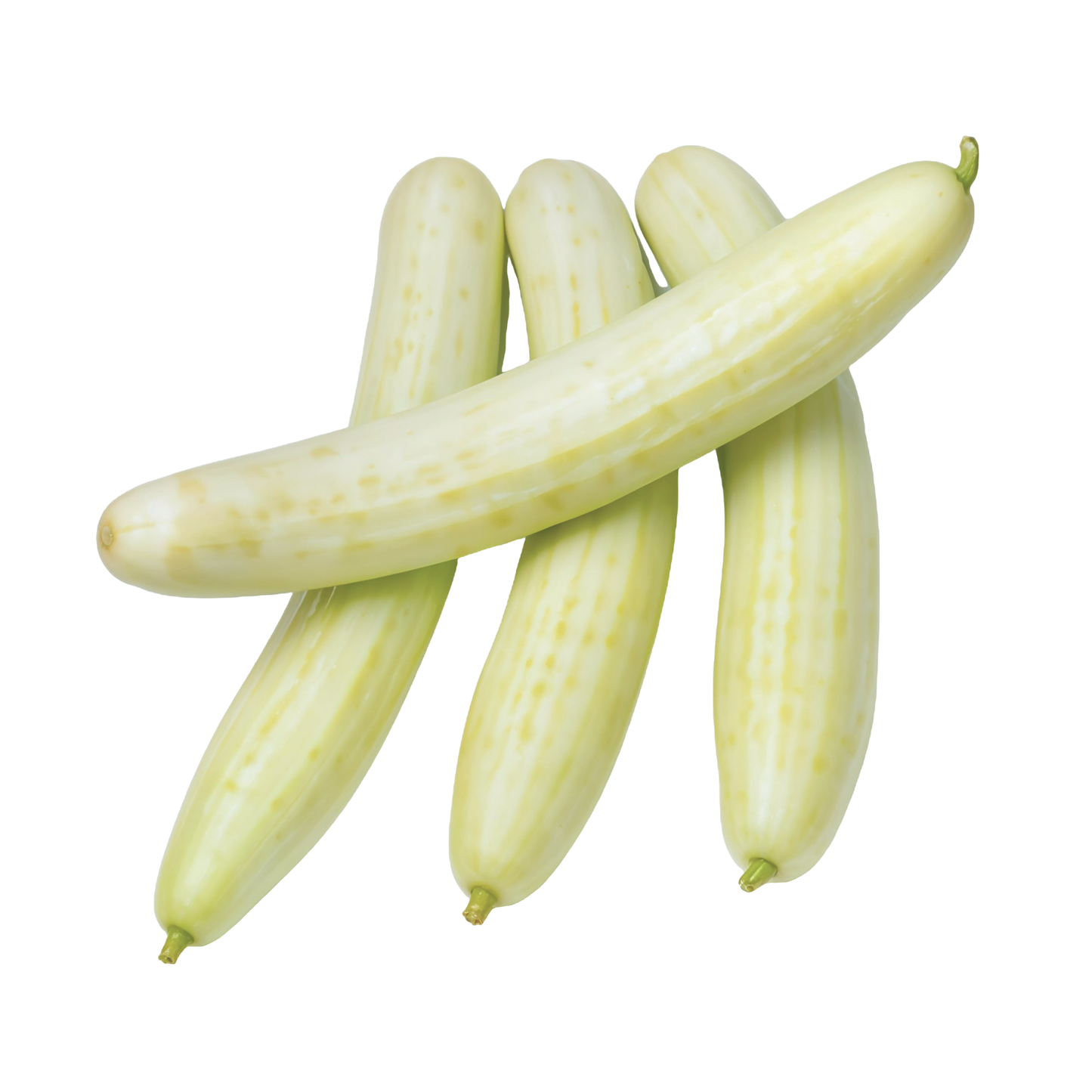 Starfresh Cucumber White ~ 500 g