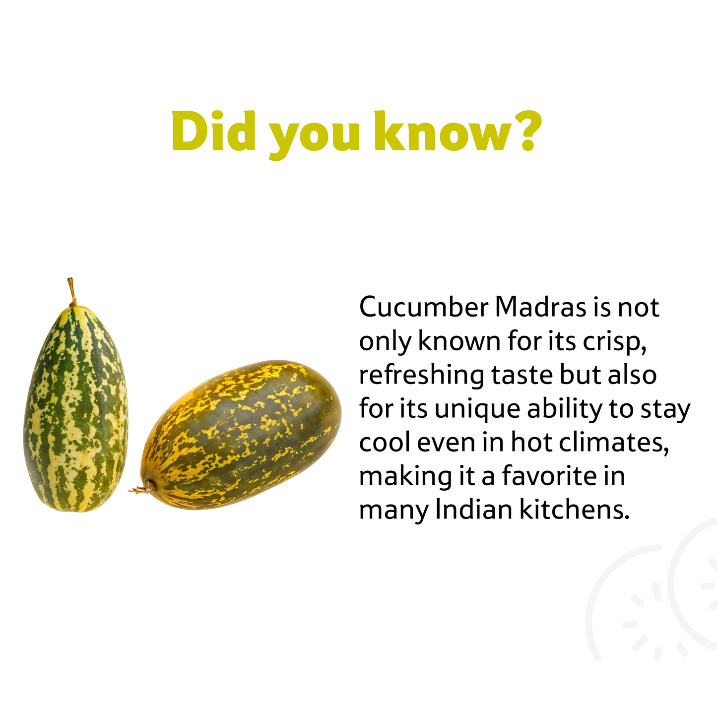 Starfresh Cucumber Madras ~ 1 kg