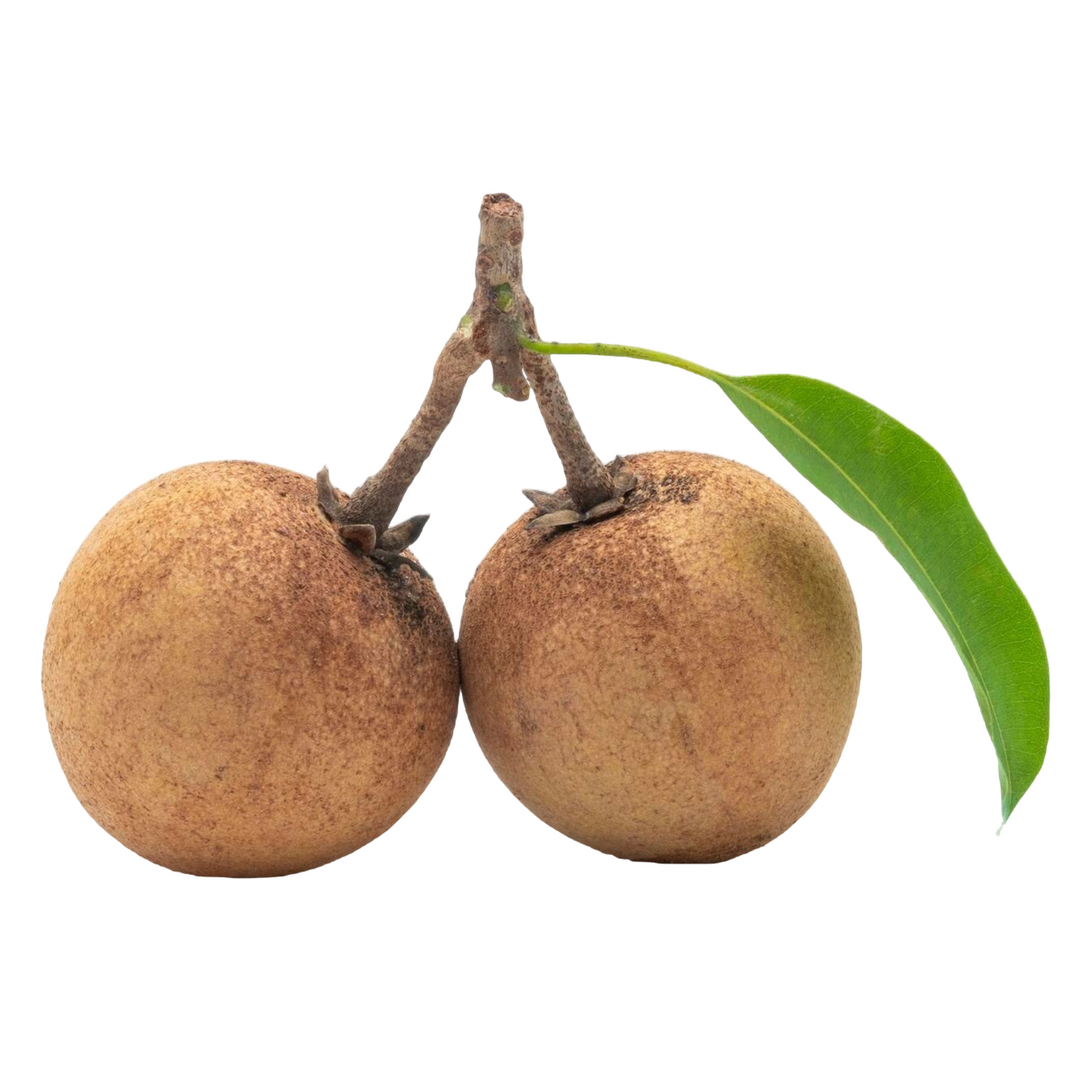 Starfresh Sapota Round ~ 500 gm