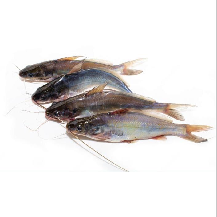 Fresh Water Tengra Whole Clean, 1 Kg