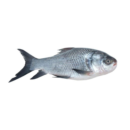 Fresh Water Catla Whole Round Cut, ~1.2–2 Kg