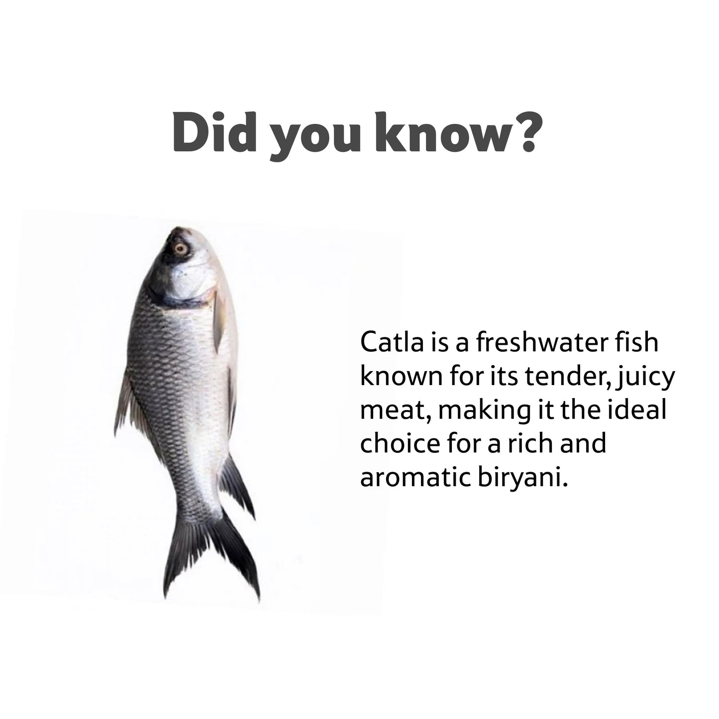 Starfresh Fresh Water Catla Whole (Round Cut) about 1.2 kg to 2 kg