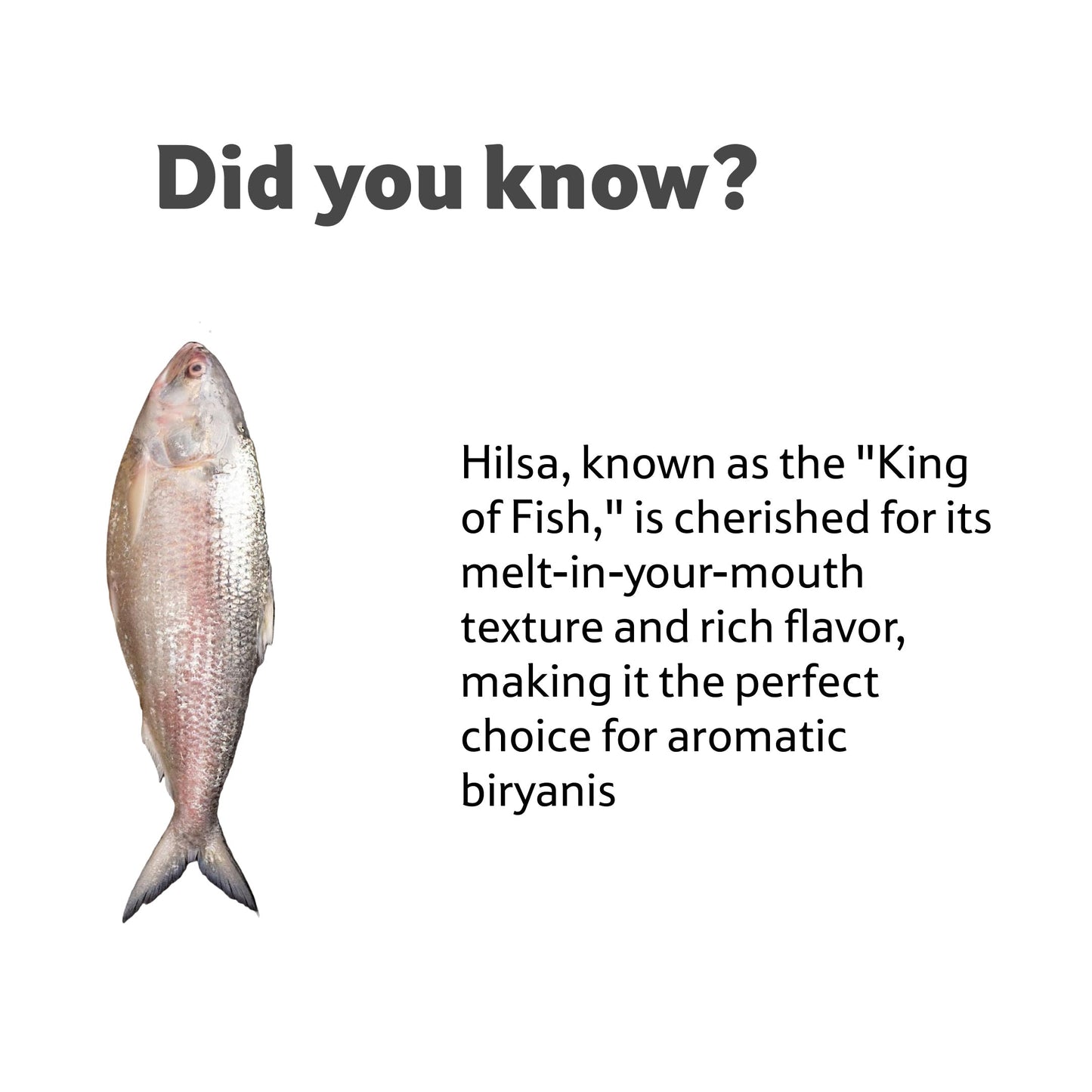 Fresh Water Hilsa Round Cut, 1 Kg