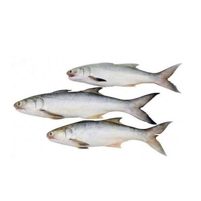 Sea Water Indian Salmon Ravas Small Fillet, Gross 1.3 Kg, Fillet 1 Kg