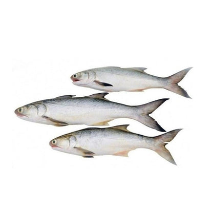 Sea Water Indian Salmon Ravas Small Round, Cut 800 g