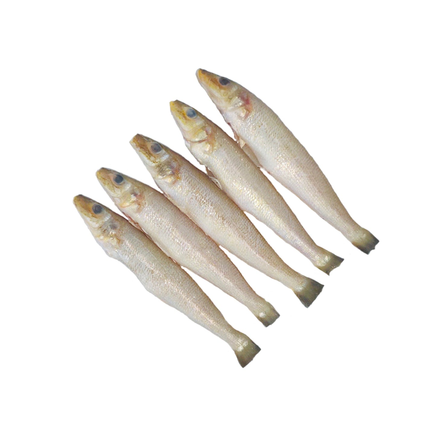 Sea Water Ladyfish Whole Cleaned, Gross 1.05 Kg, Cleaned 1 Kg