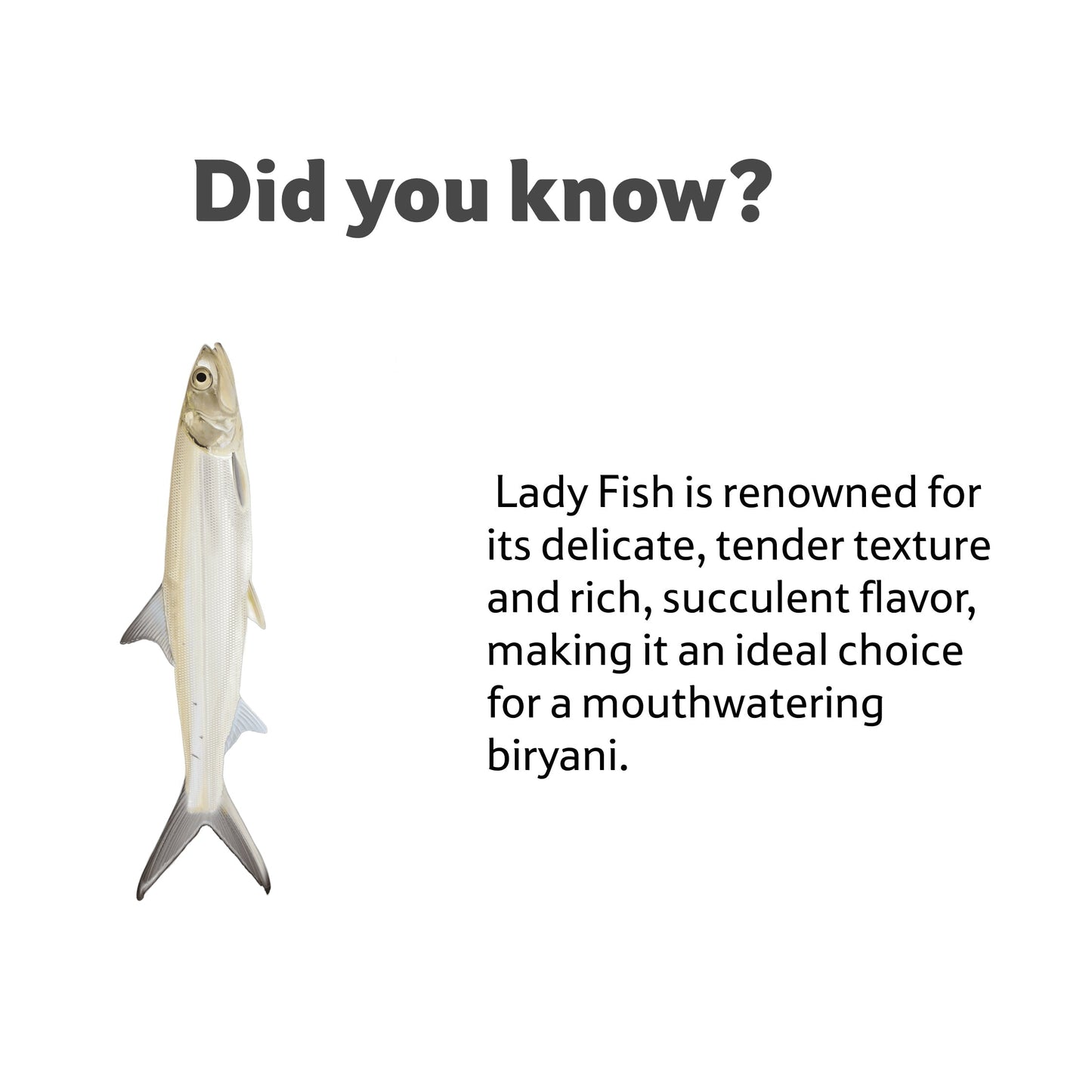 Sea Water Ladyfish Whole Cleaned, Gross 1.05 Kg, Cleaned 1 Kg