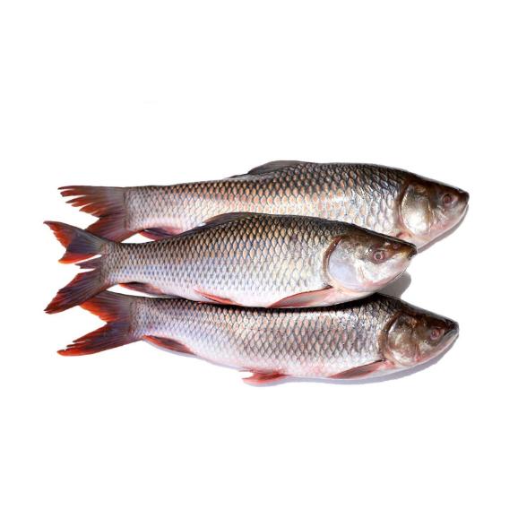 Fresh Water Rohu Whole, Bengali Curry Cut, ~980 g to 1.2 Kg