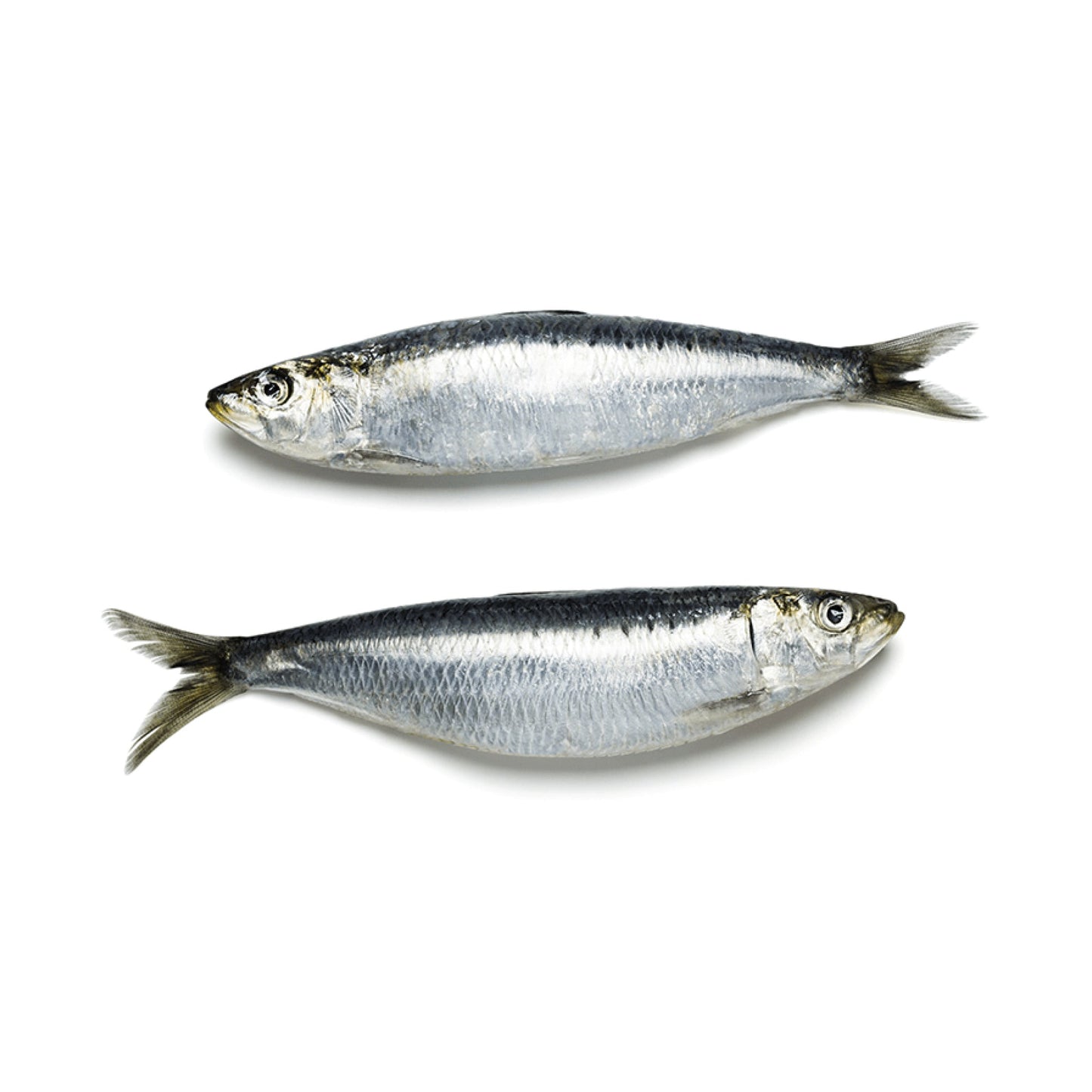 Starfresh Sea Water Sardine Medium Cleaned gross 1.05 kg, cleaned 1 kg