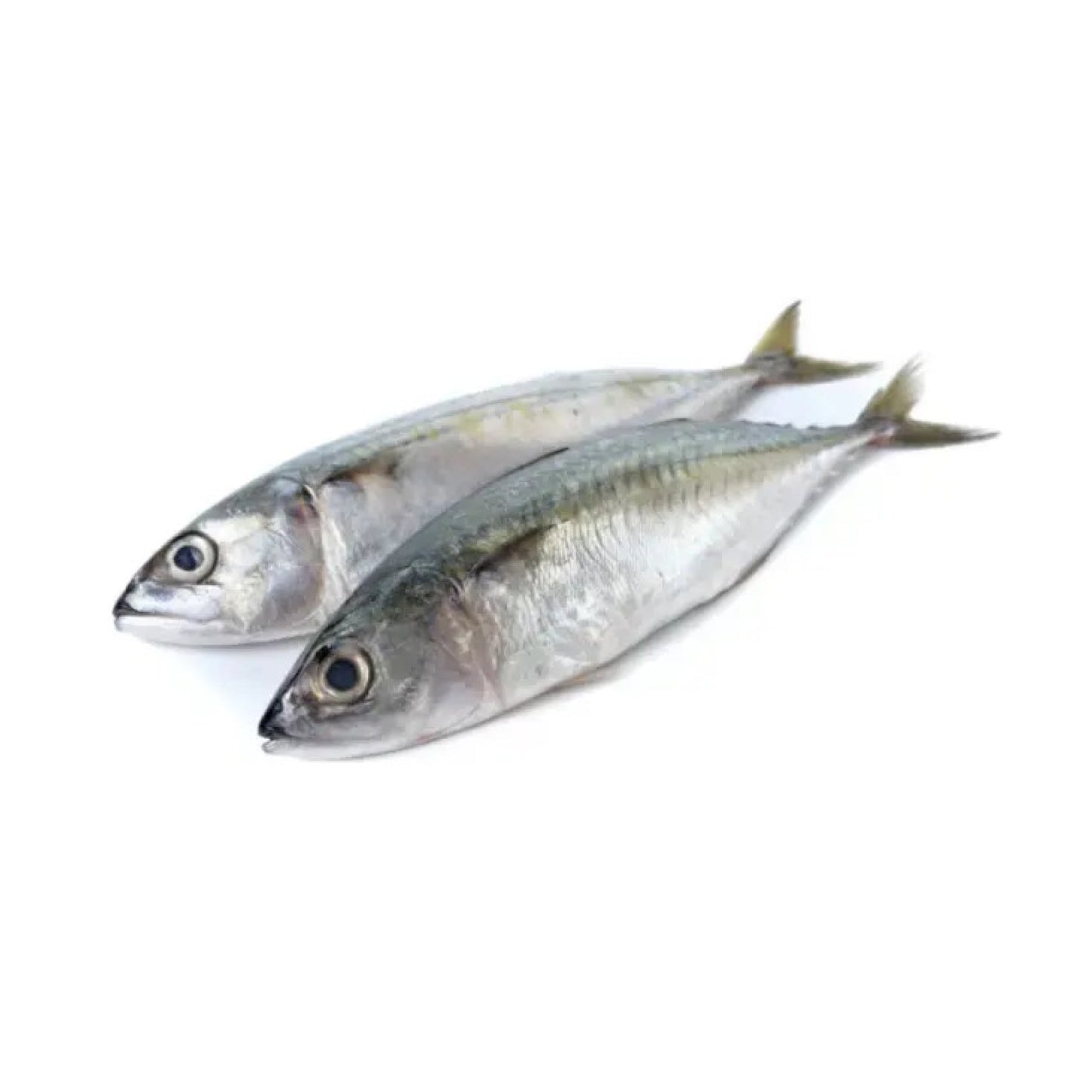 Sea Water Seer Small Whole Cleaned, Gross 1.05 Kg, Cleaned 1 Kg