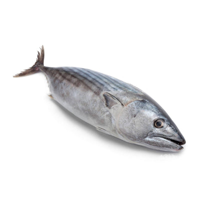 Starfresh Sea Water Tuna (Round Cut) gross 1.6 kg net 1.45 kg
