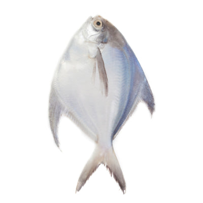 Sea Water Silver Pomfret Whole Cleaned, Gross 1.05 Kg, Cleaned 1 Kg