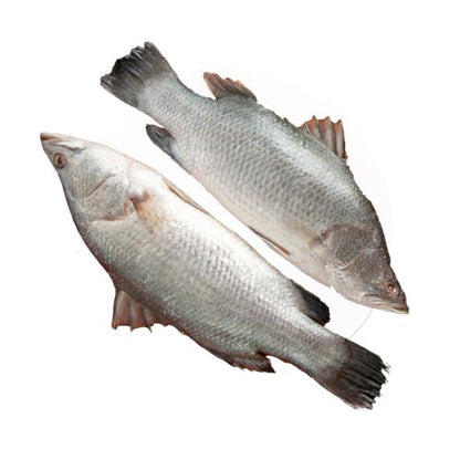 Fresh Water Betki Bengali Curry Cut, 1.5 Kg
