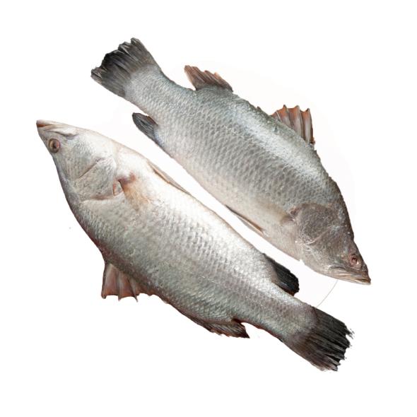 Fresh Water Betki Bengali Curry Cut, 1.5 Kg