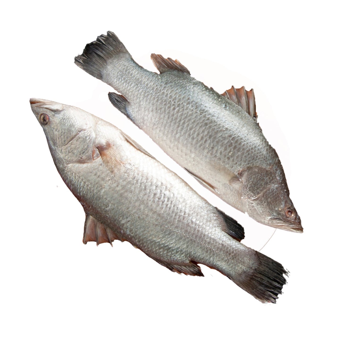 Fresh Water Betki Bengali Curry Cut, 1 Kg