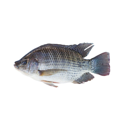 Fresh Water Tilapia Fillet Cut, Gross 1.2 Kg, Fillet 650 g