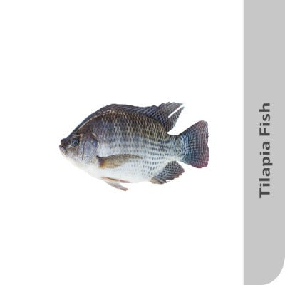 Starfresh Fresh Water Tilapia Fillet Cut Gross 600 Gm, Fillet 250 Gm