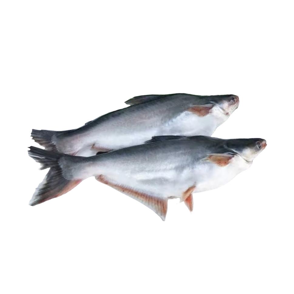 Pungus Fillet Cut, Gross 2.3 Kg, Fillet 1 Kg