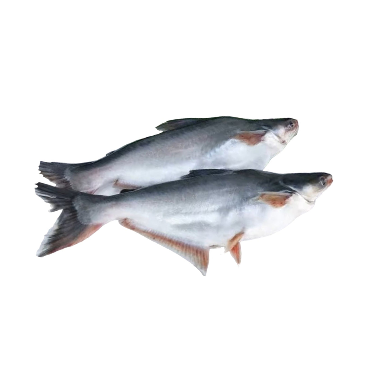 Fresh Water Pungus Fillet Cut, Gross 1.8 Kg, Fillet 530 g
