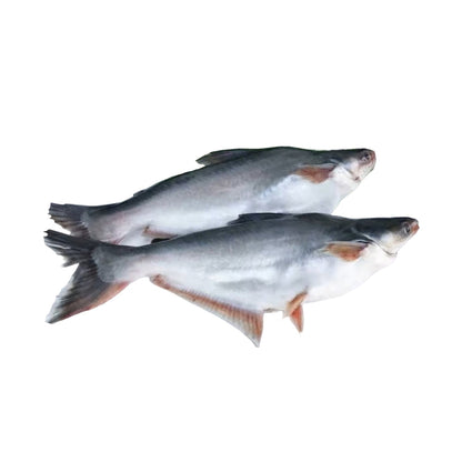Fresh Water Pungus Whole Round Cut, Gross 1.5 Kg, Fillet 1.2 Kg