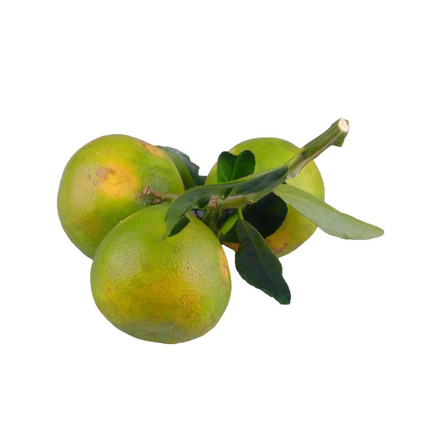 Starfresh Sweet Lime ~ 1.19 kg