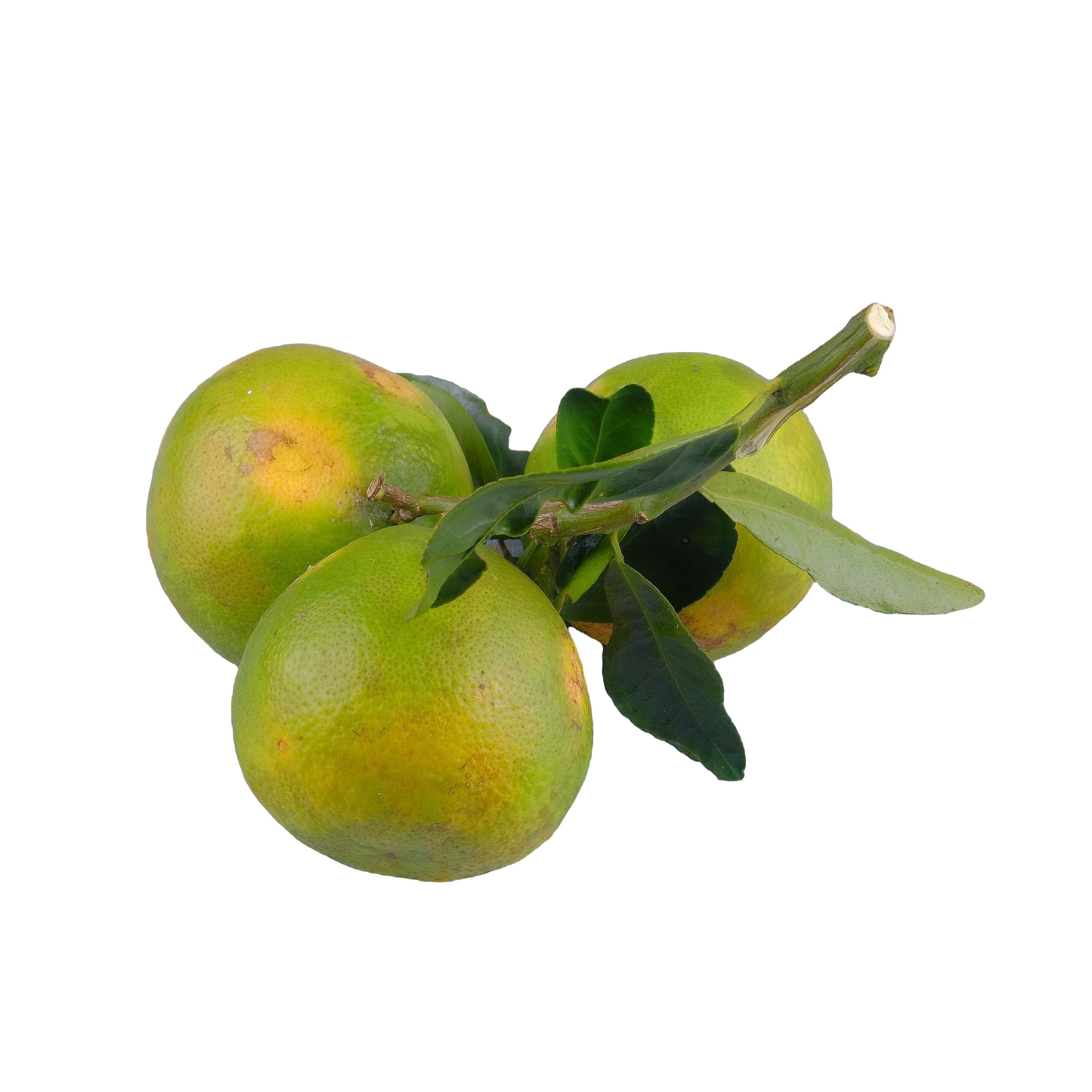 Starfresh Sweet Lime ~ 1.8 kg