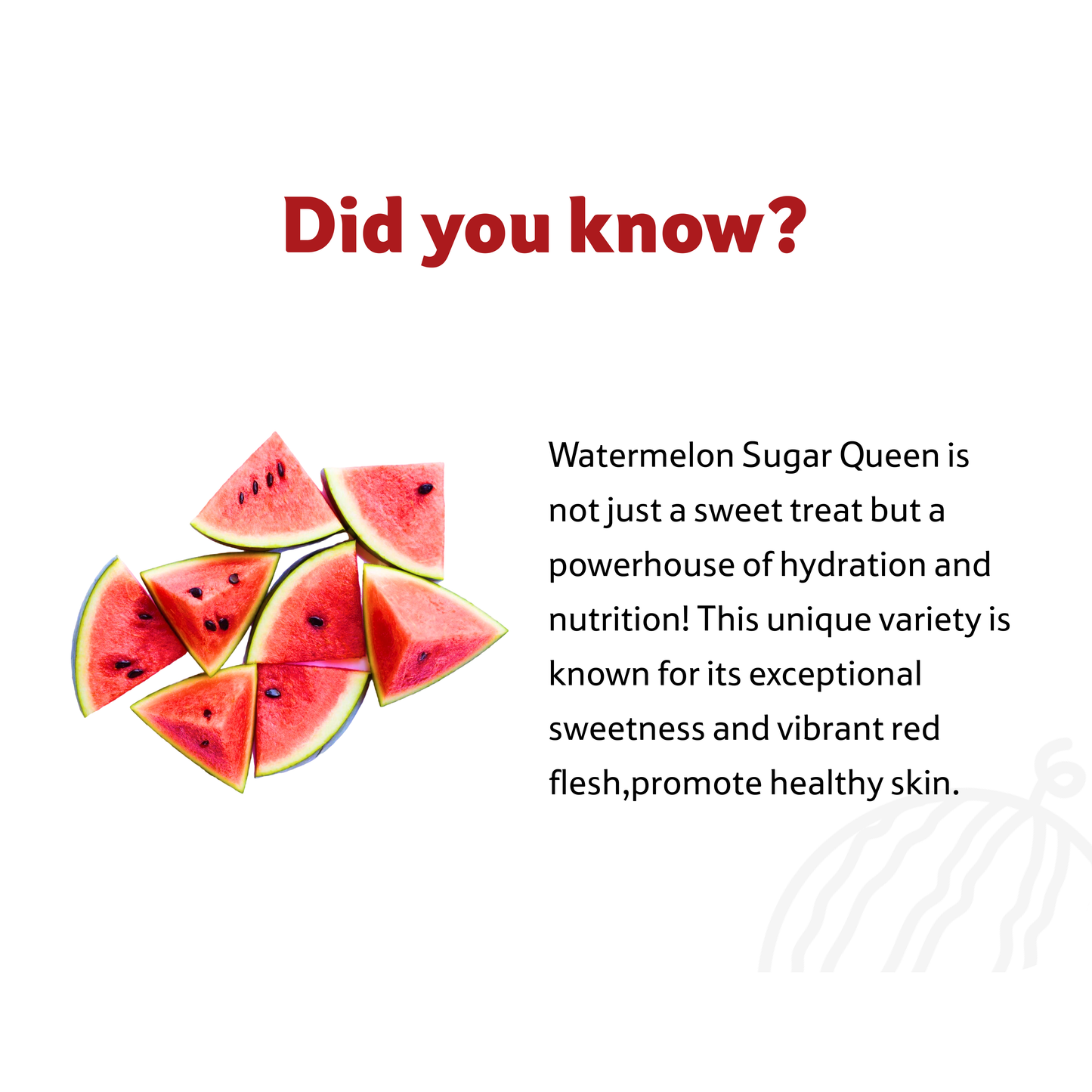 Starfresh Watermelon Sugar Queen ~ 1.5 to 2.5 kg
