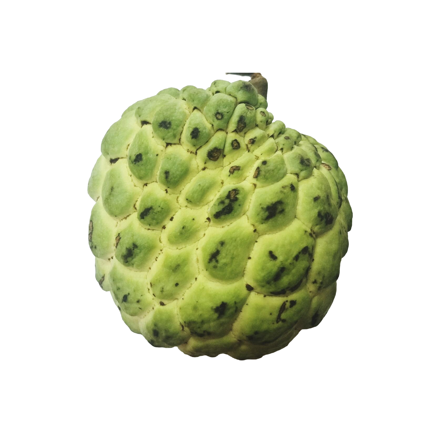 Starfresh Custard Apple ~ 450-500 g