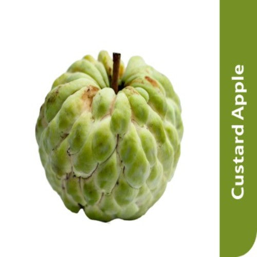 Starfresh Custard Apple About 450-500 Gm