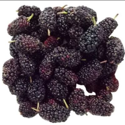 Mulberry, 1 Pc