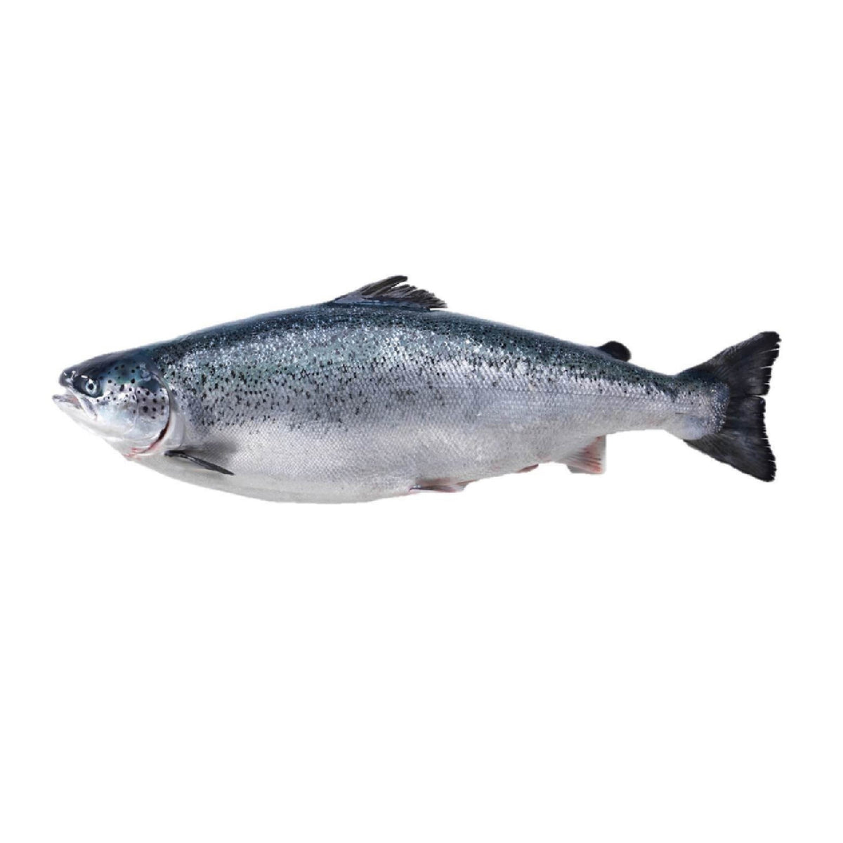 Sea Water Norwegian Salmon Slice Fresh, 250 g