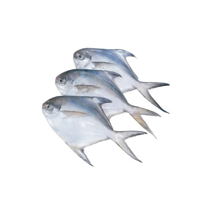 Sea Water Silver Pomfret Cleaned, 4 To 5 Pcs 1 Kg