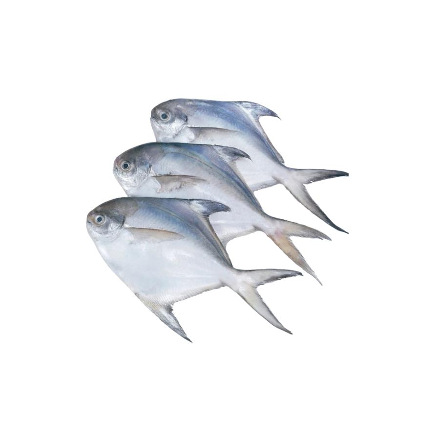 Sea Water Silver Pomfret Cleaned, 4 To 5 Pcs 1 Kg