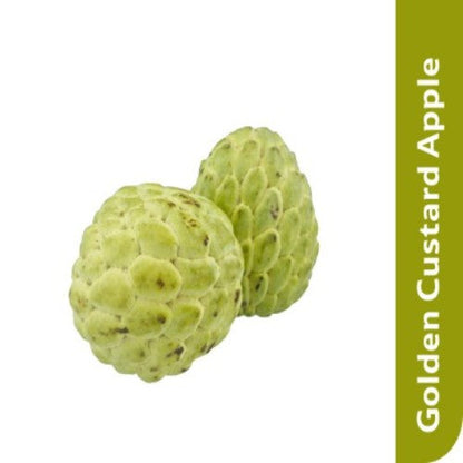 Starfresh Golden Custard Apple About 500 Gm