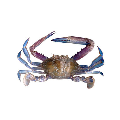 Sea Water Blue Crab Cleaned, Gross 1.3 Kg, Net 1 Kg
