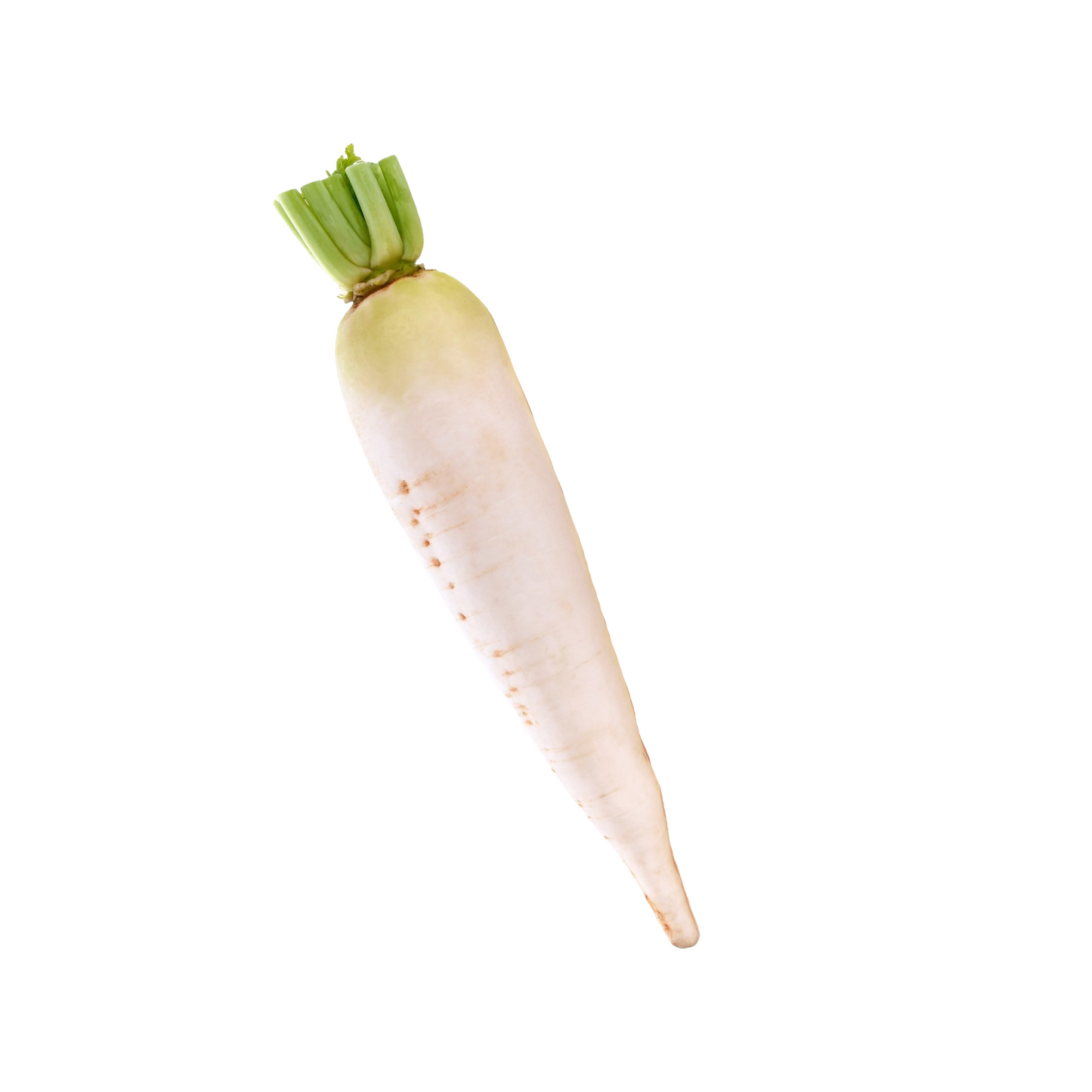 Starfresh Radish White ~ 1 kg
