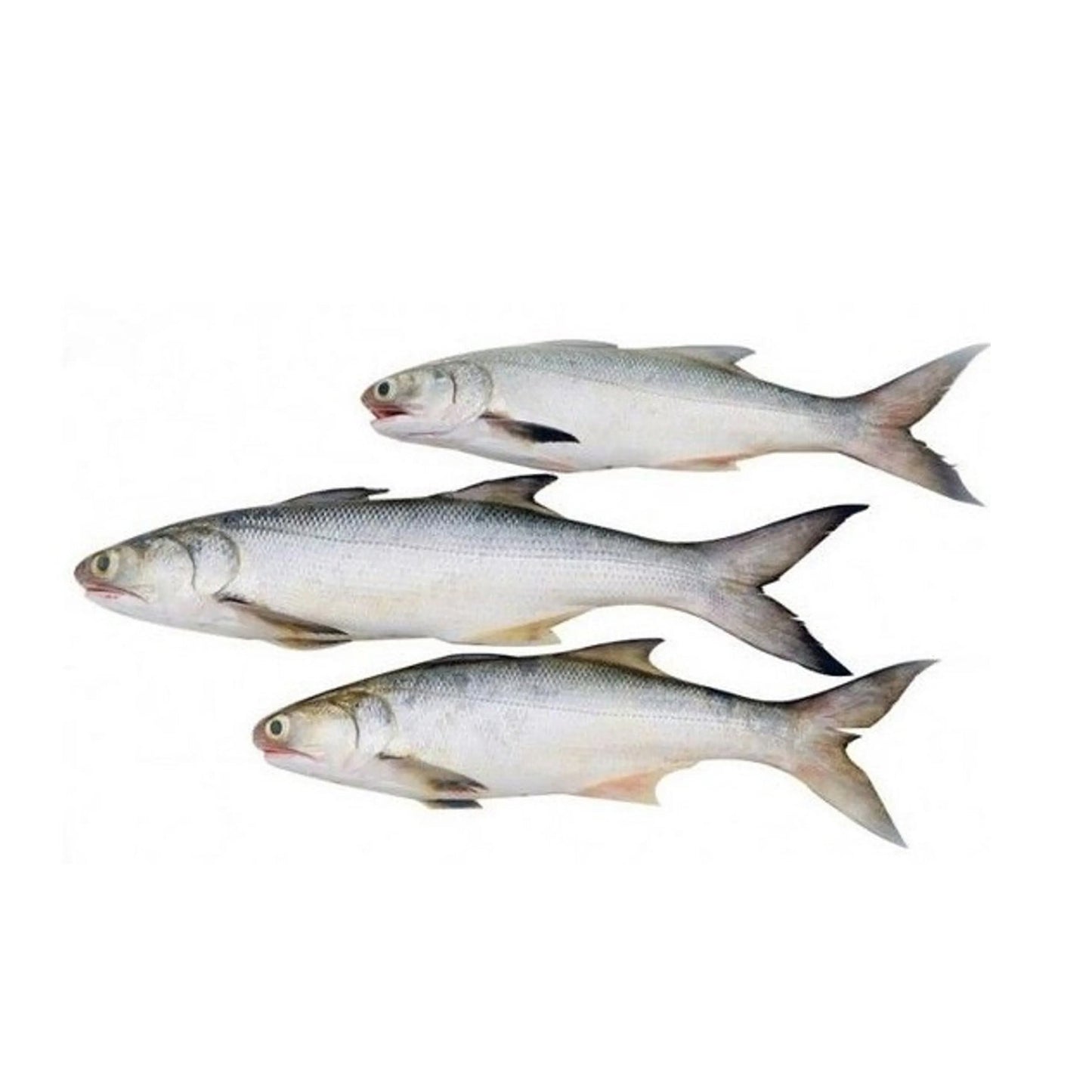 Sea Water Indian Salmon Ravas Small Fillet, Gross 1 Kg, Fillet 500 g