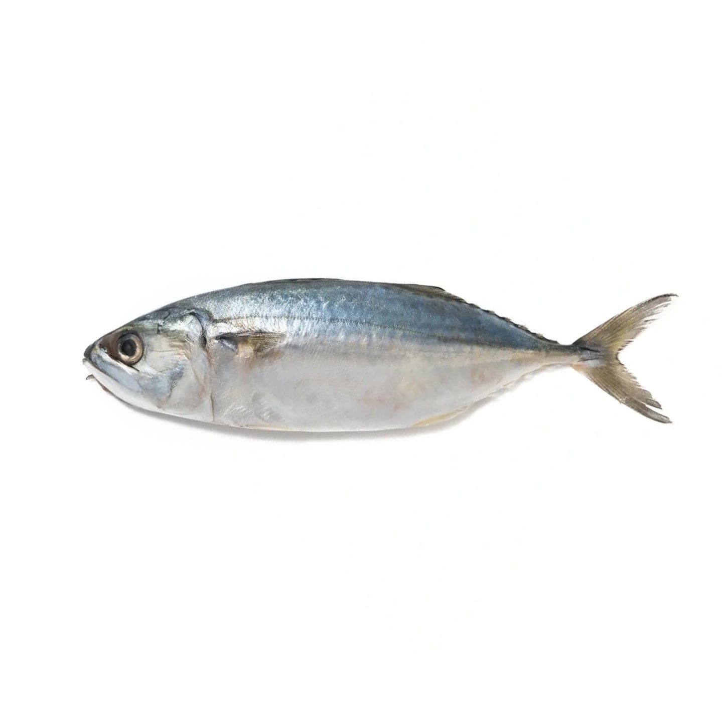 Sea Water Mackeral BangdaBig Cleaned, Gross 1.5 Kg, Net 1.3 Kg