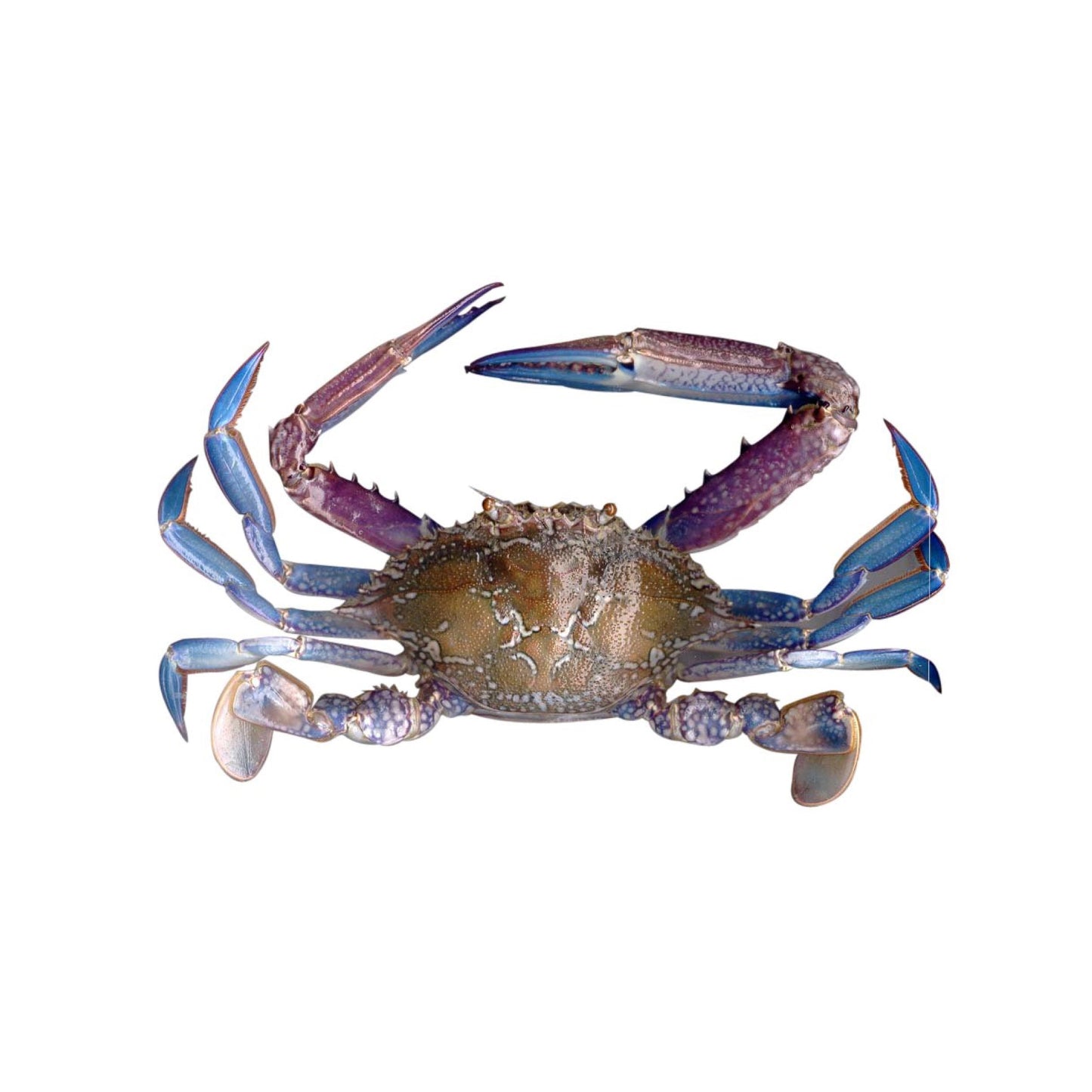 Starfresh Sea Water Blue Crab Cleaned  gmross 1.1k gm net 700 gm