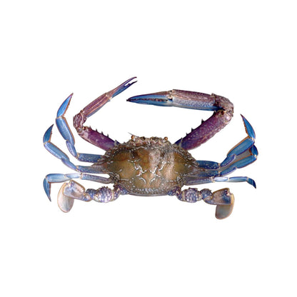 Starfresh Sea Water Blue Crab Cleaned  gmross 1.1k gm net 700 gm
