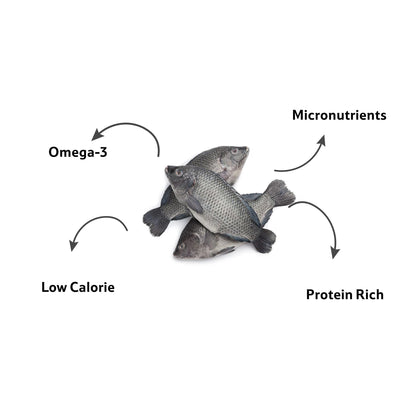 Fresh Water Tilapia Round Cut, Gross 1 Kg, Fillet 750 g