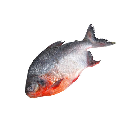 Starfresh Fresh Water Roop Chand Cleaned gross 2kg net 1.7kg