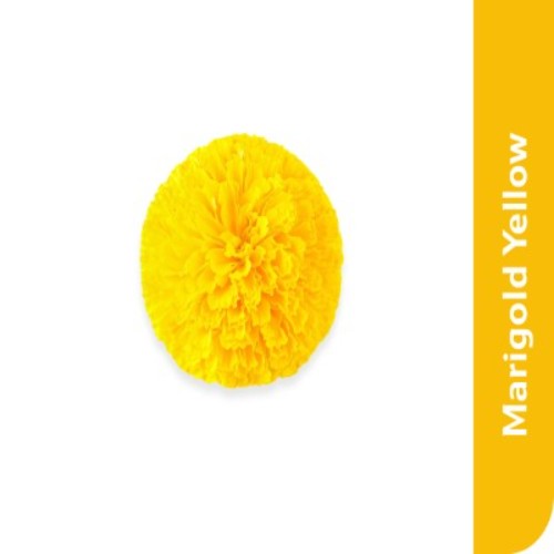 Starfresh Marigold Yellow Flower ~ 1 Kg