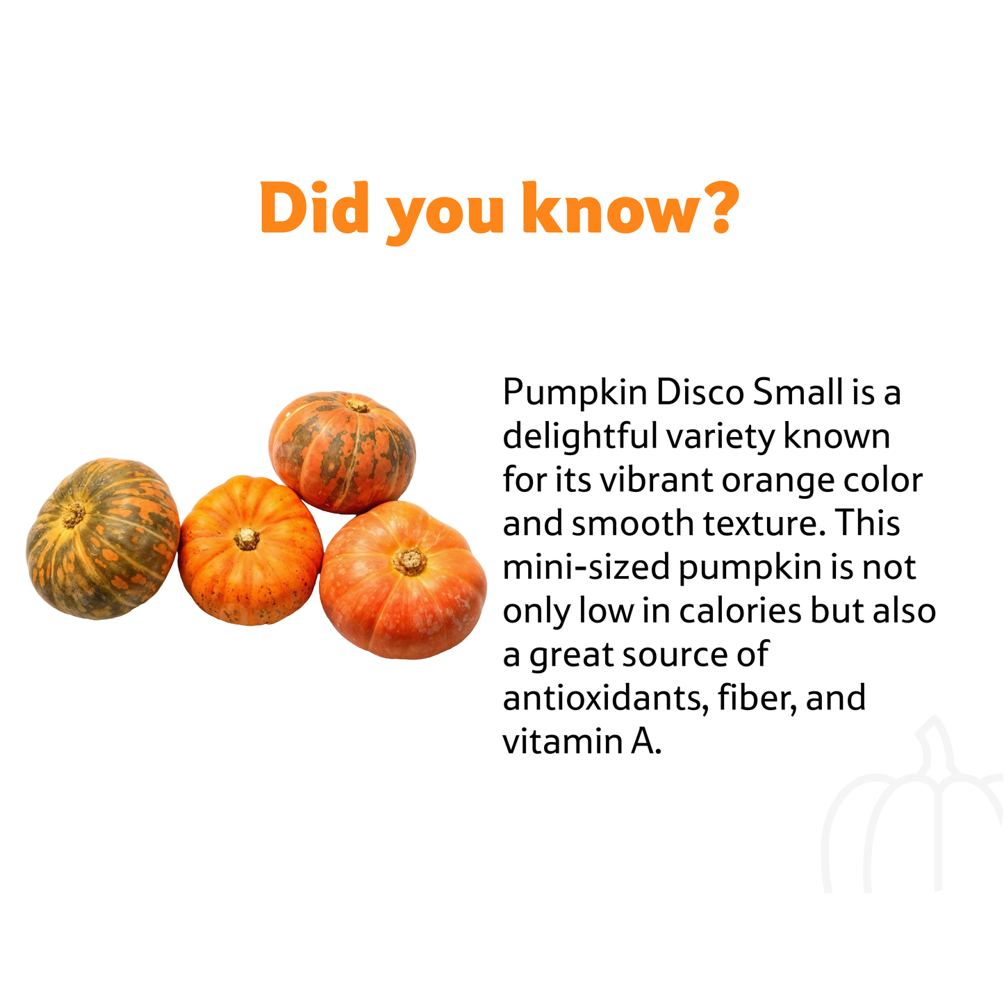 Starfresh Pumpkin Disco ~ 1 Kg