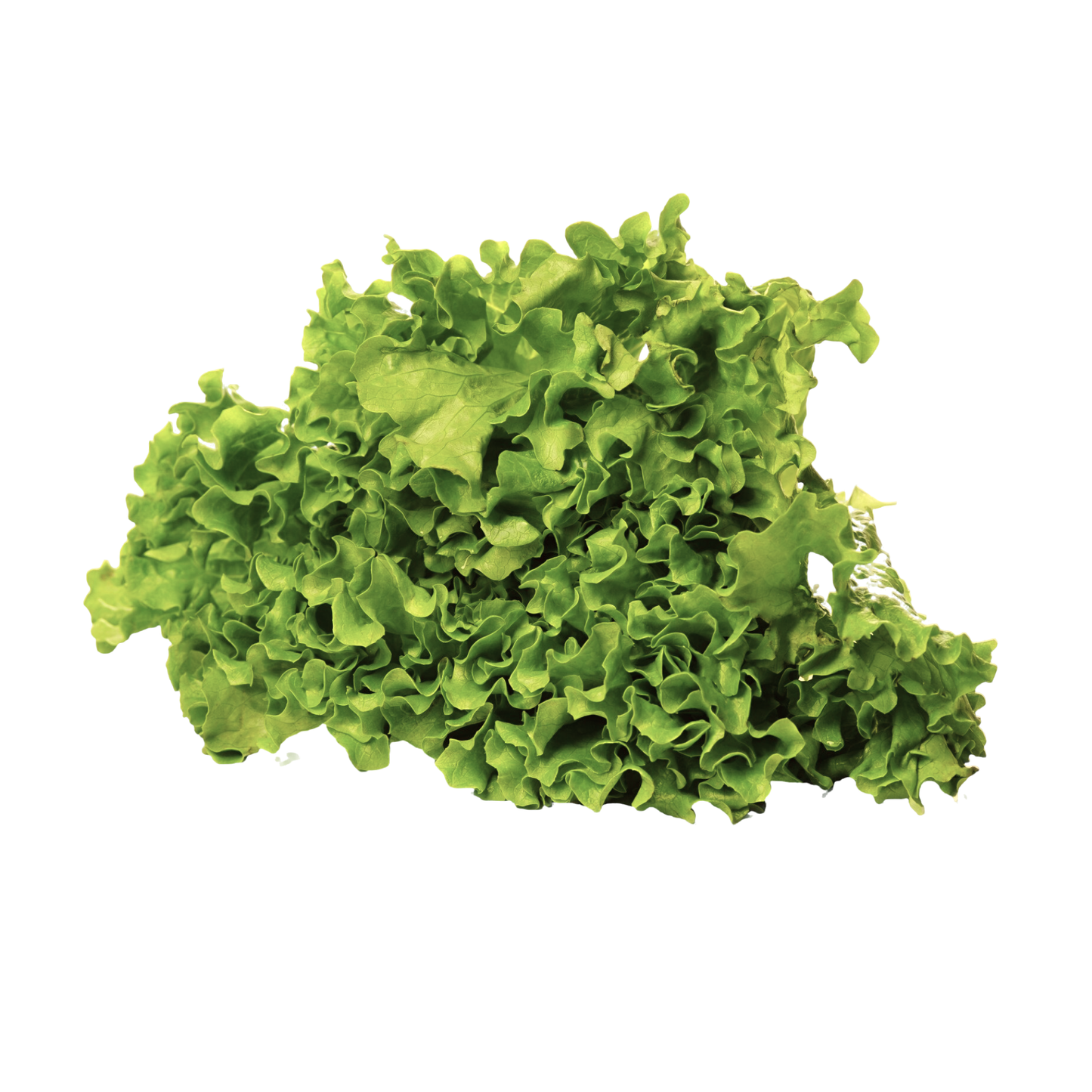 Lettuce Leafy, Prepack 120 g