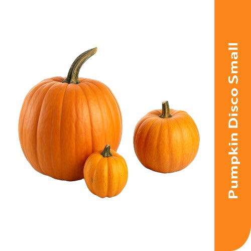 Starfresh Pumpkin Disco (Small About 1.2 Kg