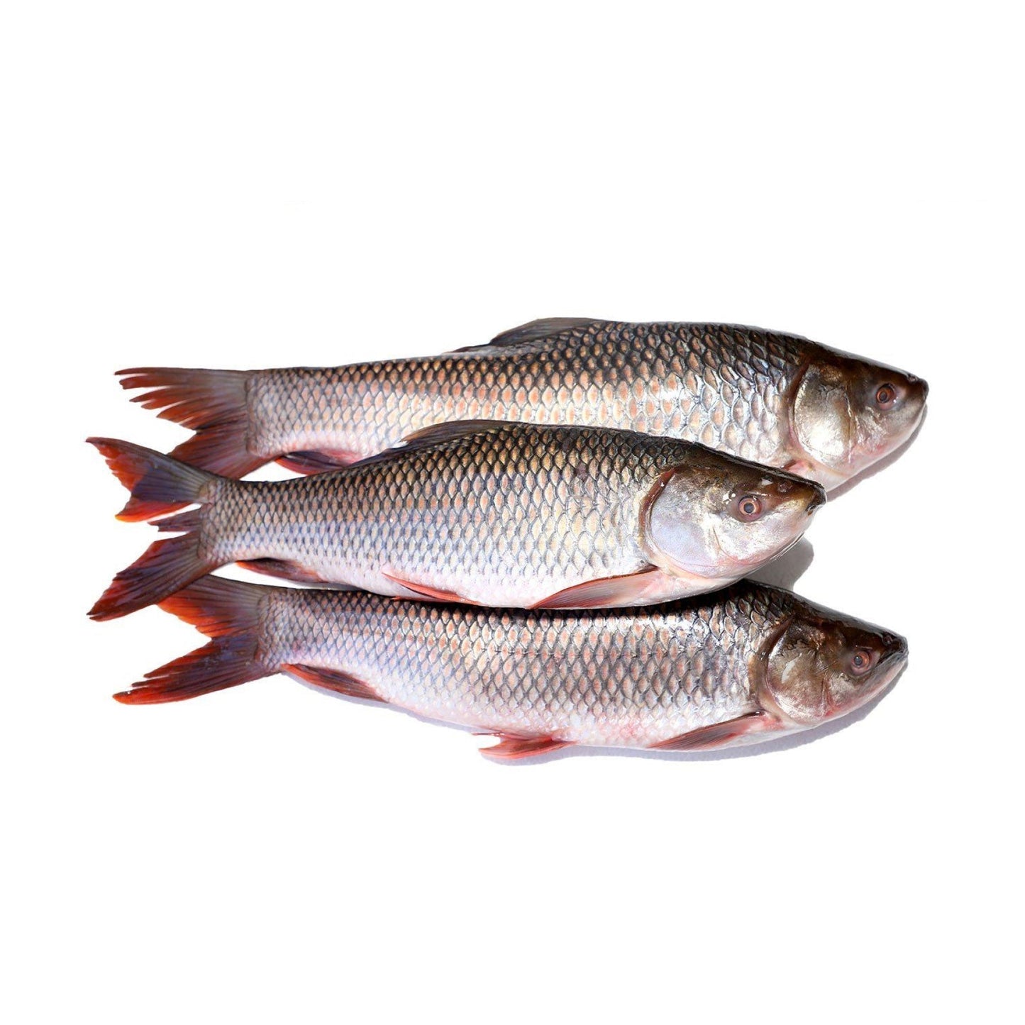 Starfresh Fresh Water Rohu Whole (Bengali Curry Cut) ~ 1-1.5 Kg