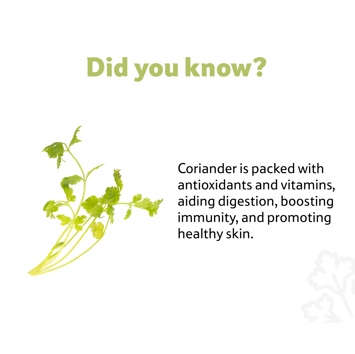 Coriander Premium, 1 Bunch