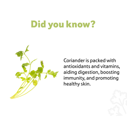 Coriander Premium, 1 Bunch